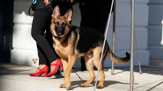 El perro de Biden, Commander, en marzo de 2022.