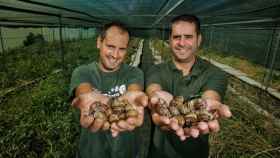 Jorge Benito (d) y Raúl Benito (i) dirigen Helix Navarro, una pequeña empresa salmantina que suministra caracoles a granjas y restaurantes dentro y fuera de España