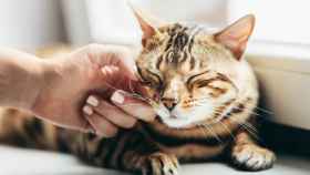 Los gatos ronronean de una forma diferente a lo que se pensaba, según un nuevo estudio científico
