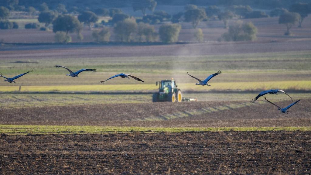 Agricultura y naturaleza se alían para proteger a las grullas y las aves esteparias en El Hito.