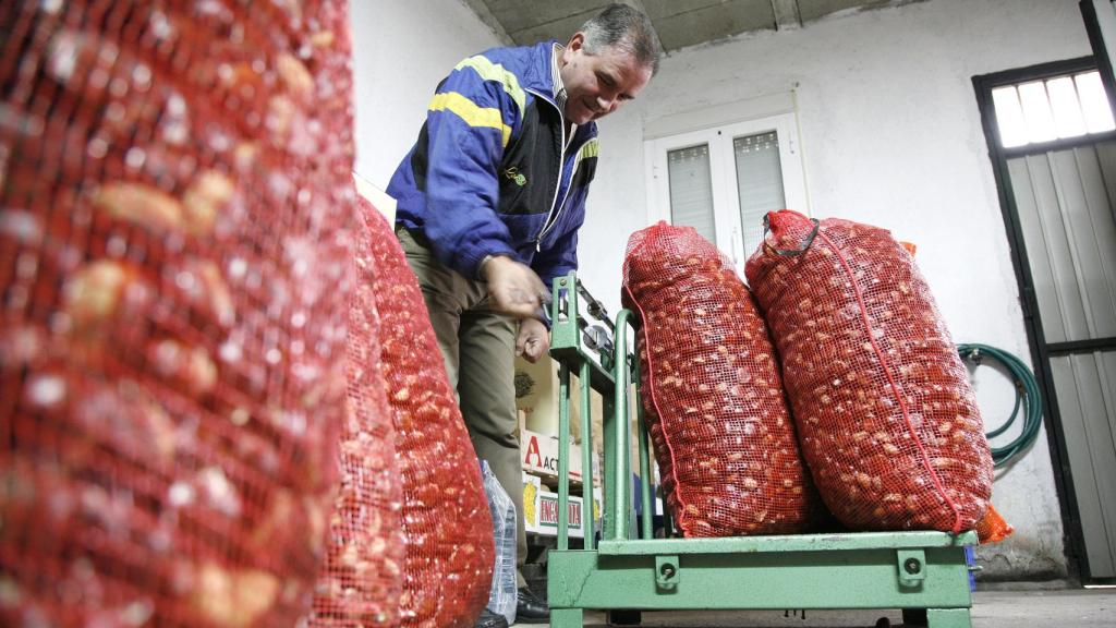 Recogida de castañas en Hermisende