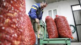 Recogida de castañas en Hermisende