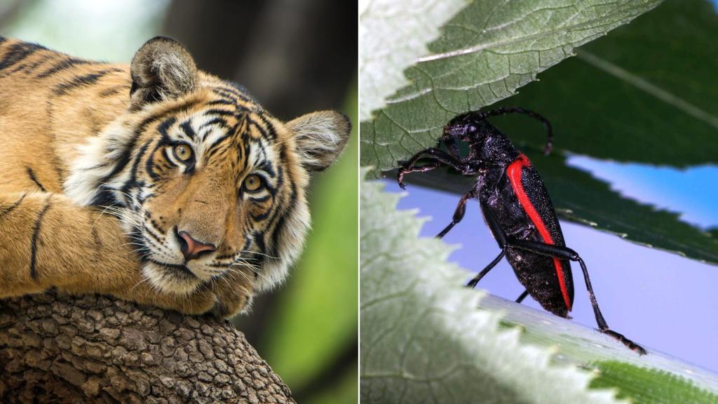 Varios estudios han analizado cómo impacta el atractivo físico de un animal en su conservación.