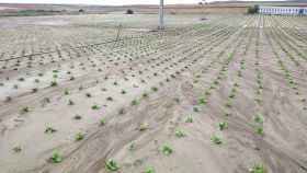 Los agricultores de Castilla-La Mancha comienzan a cobrar las indemnizaciones por la DANA