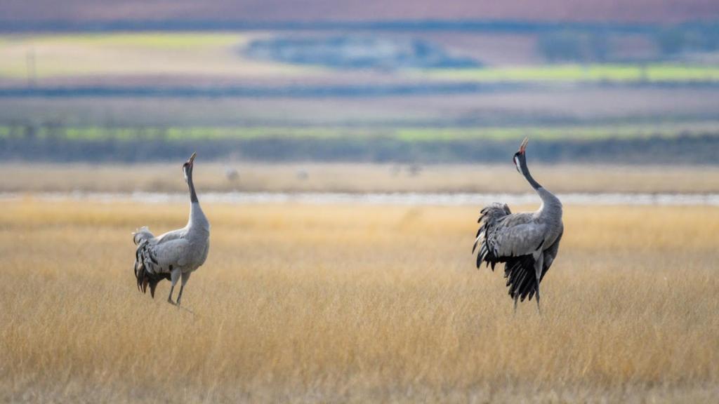 Dos grullas en la laguna de El Hito.