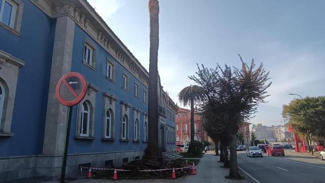 Palmera podada delante del edificio de Aduanas.