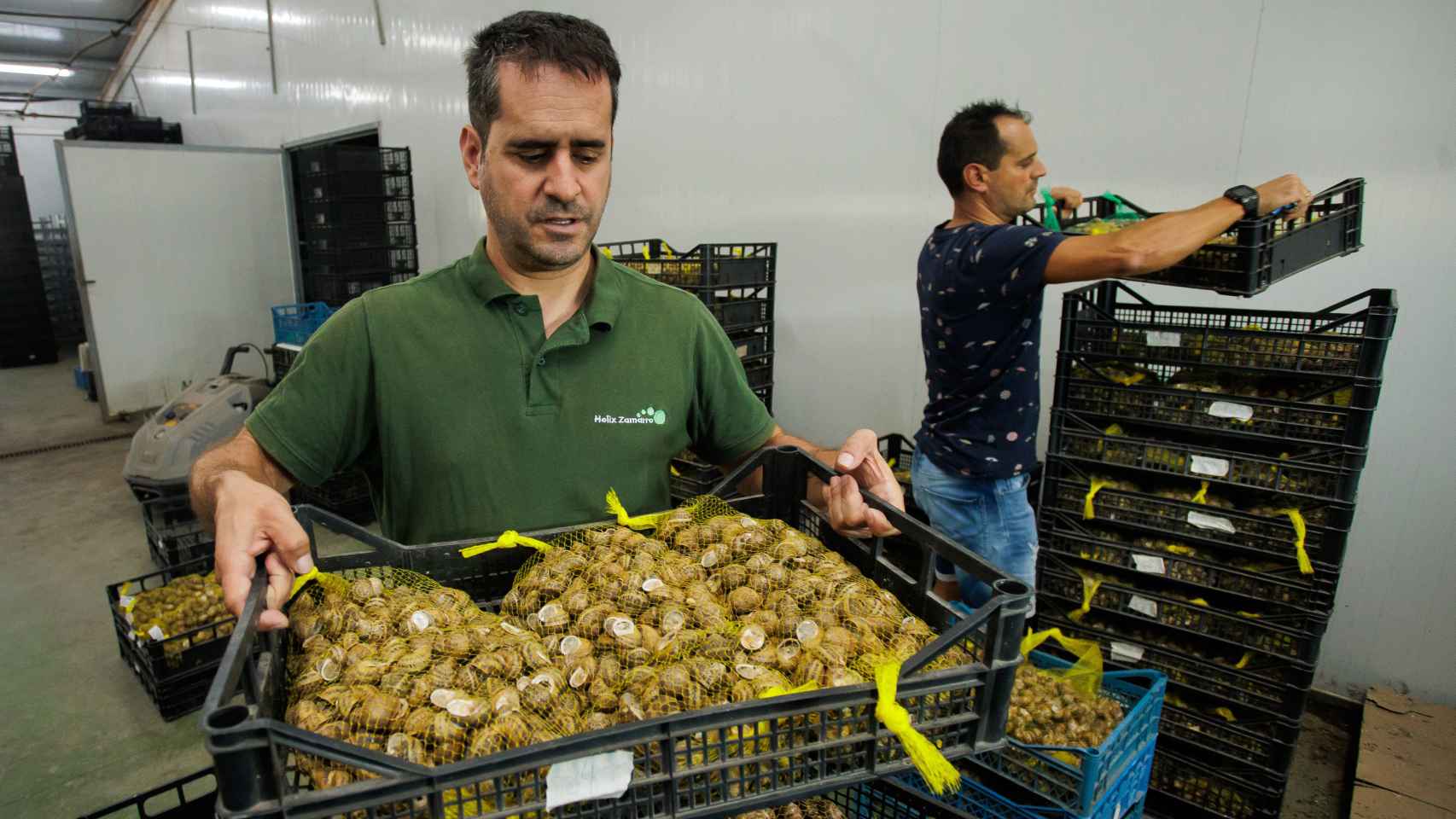 Jorge Benito (i) y su hermano Raúl (d) colocan varias cajas de caracoles en hibernación forzada. Estos ejemplares irán destinados a consumo humano.