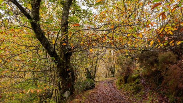 Bosque de castaños en O Courel, Lugo.