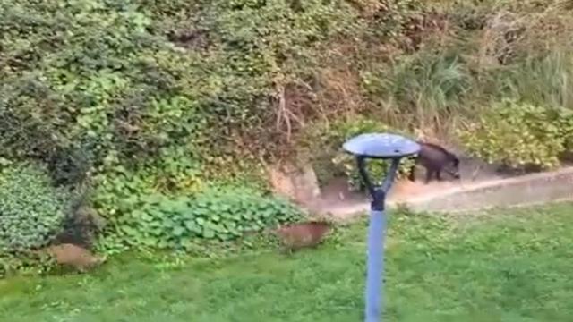 Jabalíes en A Coruña: Sábado de tardeo en Adormideras y noche en la Plaza de Azcárraga