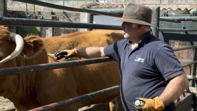 Un veterinario inyecta medicamentos a una vaca infectada de EHE en una finca de Salamanca