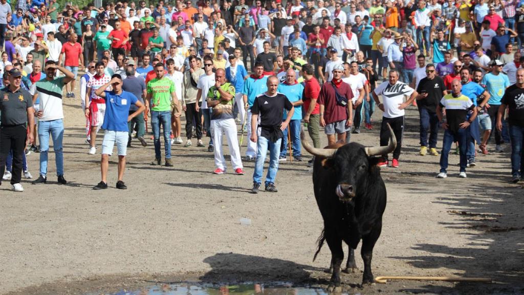 El Toro de la Vega de Tordesillas este años