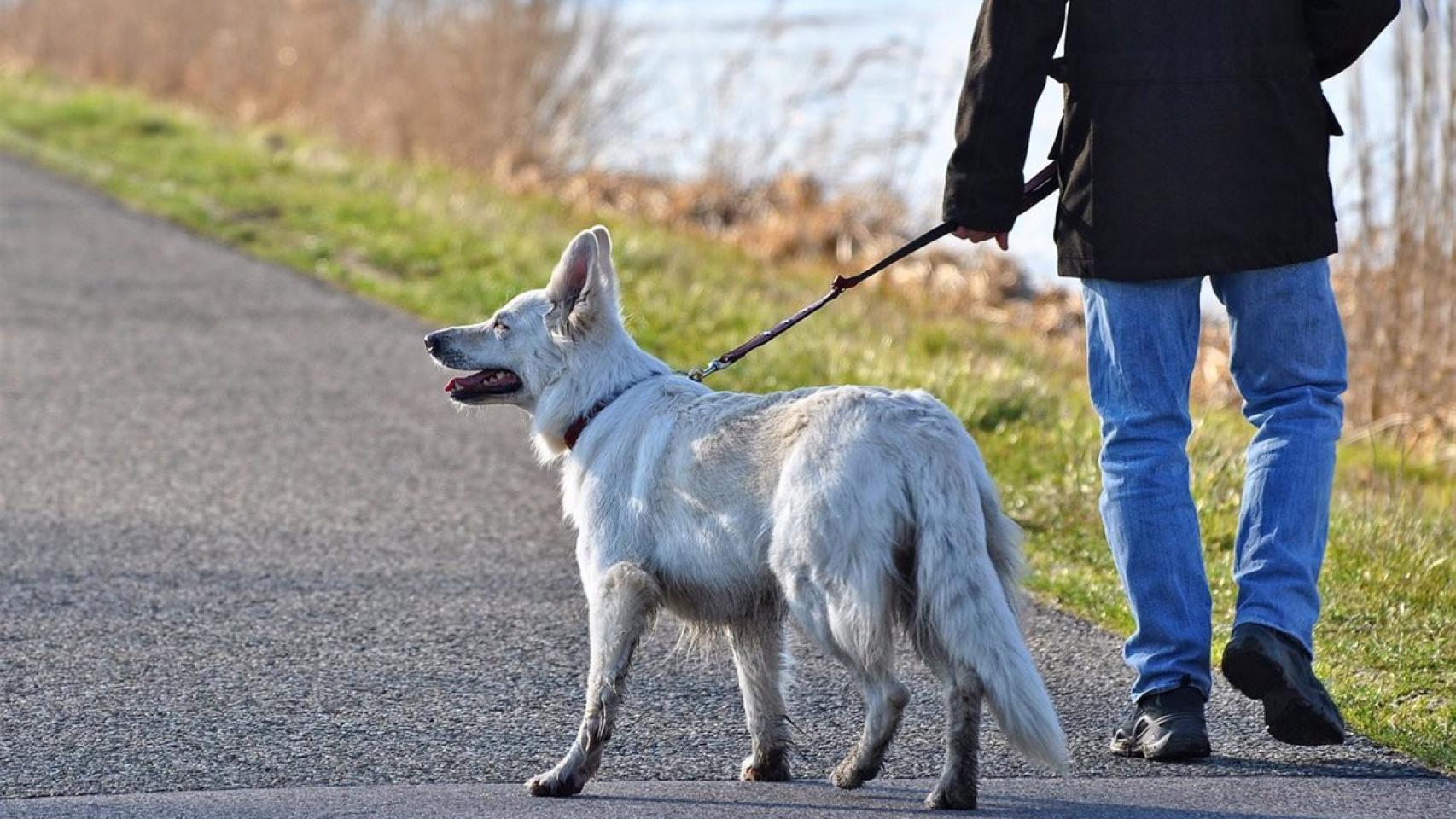 Un perro de paseo junto a su dueño.