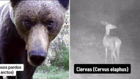 Un oso pardo y una cierva en capturas de los vídeos del fotógrafo.