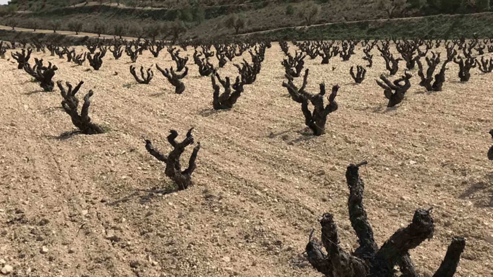 Viñedo de la variedad Tinto Velasco donde cultiva sus vinos Federico Lucendo.