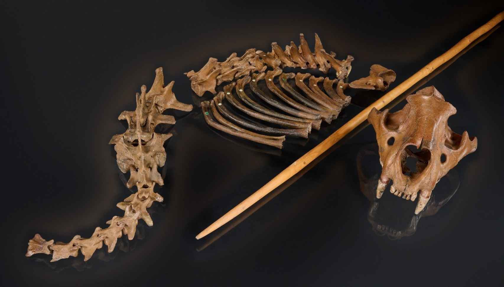 Los restos del león de las cavernas de Siegsdorf, junto a una reproducción de una lanza de madera similar a las utilizadas por los neandertales.