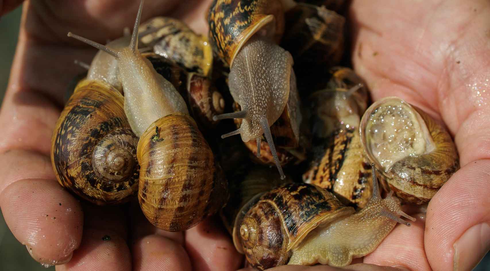 Un grupo de caracoles adultos, probablemente aptos para ser sementales destinados a la reproducción masiva.