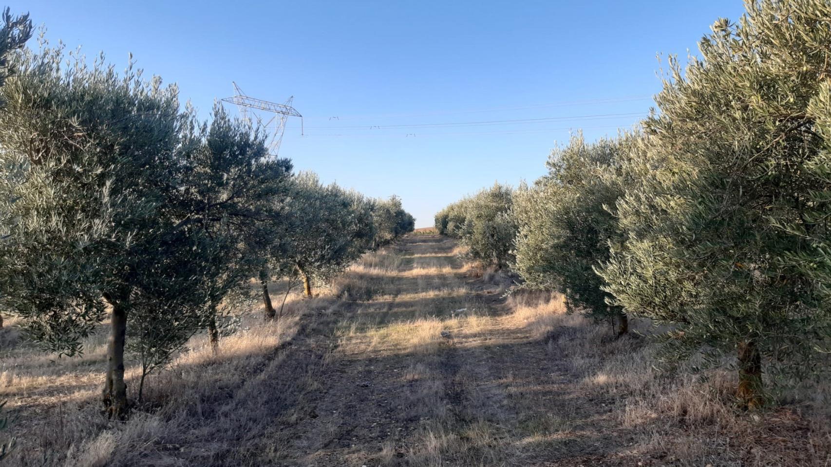 Olivos de Javier en la provincia de Valladolid