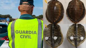 Un agente de la Guardia Civil y los caparazones de tortuga incautados en Segovia