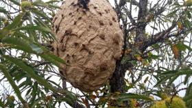 Nido de avispa asiática en Puebla de Sanabria