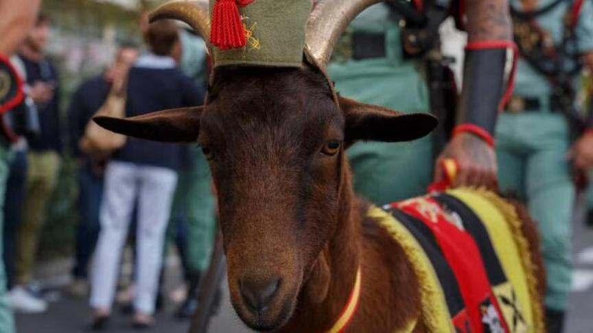 ¿Por qué hay una cabra en el desfile del 12 de octubre con La Legión