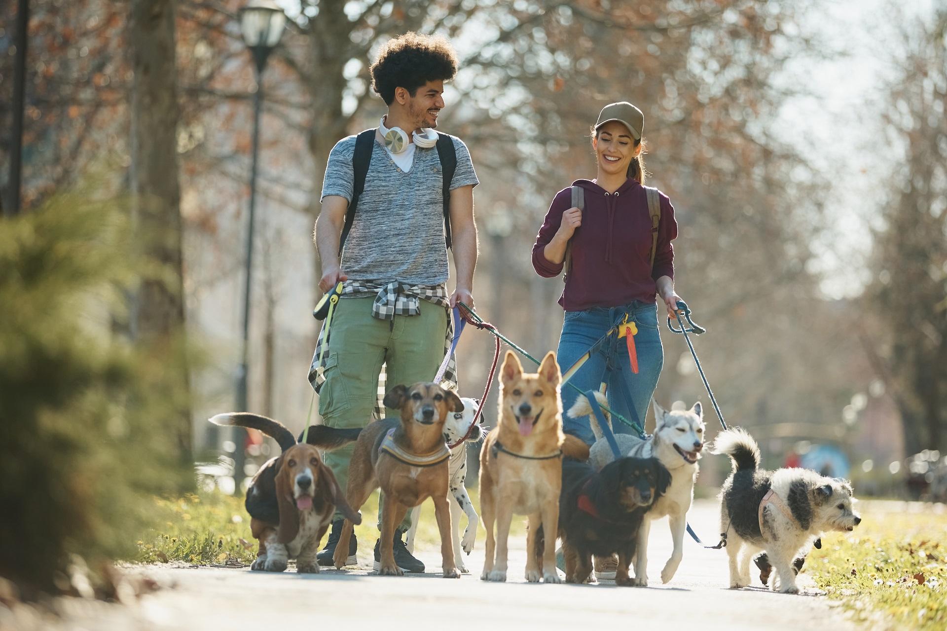 Dos personas pasean varios perros en un parque (Shutterstock).