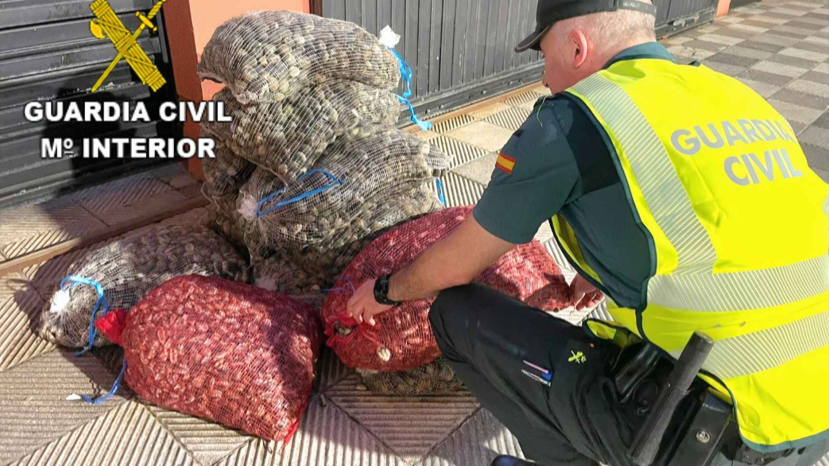 Varios sacos de almejas incautadas en Cangas do Morrazo (Pontevedra).