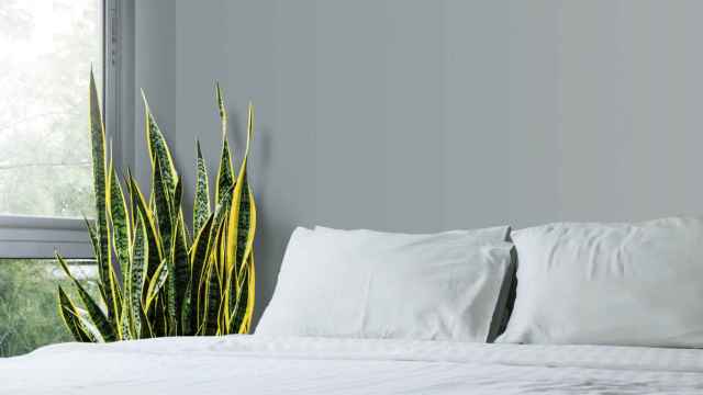 Las plantas de interior que debes tener en el dormitorio para dormir mejor.