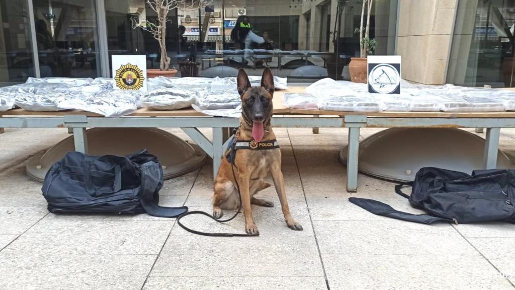 La perra de la unidad canina de la Policía Nacional, Kata.