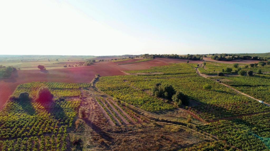 Paisaje viñedo VIllálvaro