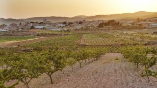 Alto Vinalopó - Ruta del Vino de Alicante