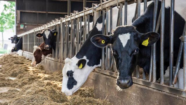 Vacas en una cabaña ganadera