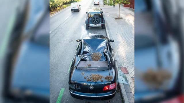 El coche aplastado por un elefante.