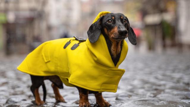 Vestir a los perros en A Coruña: ¿Moda o necesidad?