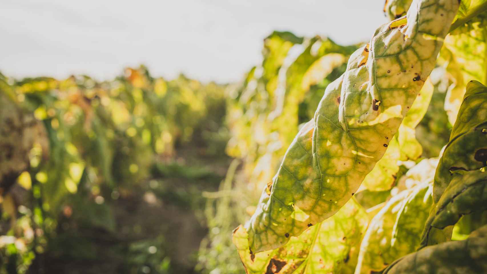 Detalle de algunas hojas de tabaco rubio o Virginia en los campos de los Acuña: las puntas secas son consecuencia del nemátodo y los agujeros en las hojas, de las lluvias y granizos.