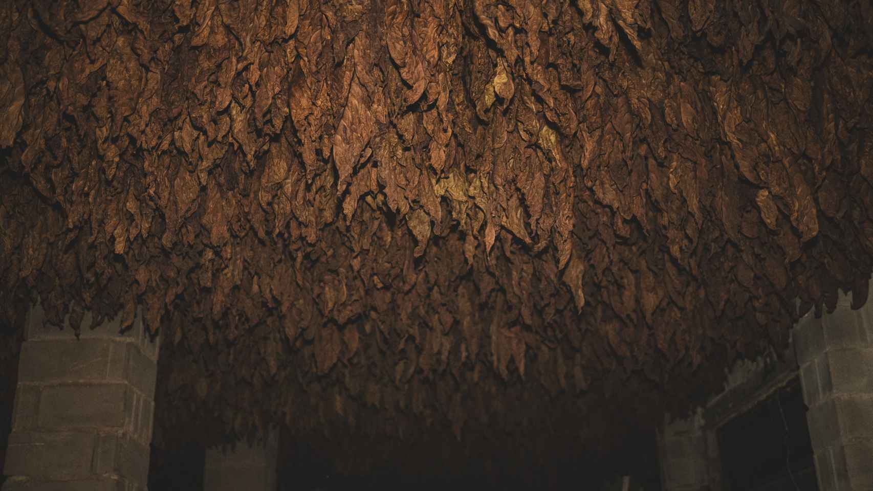 Vista del interior de un secadero de tabaco Kentucky: es mucho más oscuro, se seca mediante lumbre que ahuman el secadero y debe evitar quebrarse para que las hojas sirvan como envoltorios para puros.