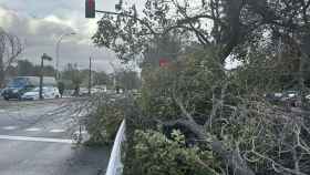 Imagen de archivo de un árbol caído tras una fuerte racha de viento en Torremolinos.