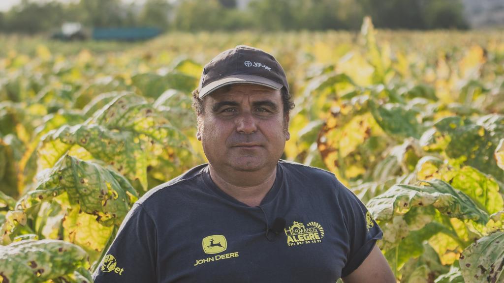 Jesús 'Susi' Acuña tiene una plantación con un potencial de producción de 160.000 kilos de tabaco rubio, pero este año sólo ha podido cosechar 100.000 por culpa de las lluvias otoñales y los hongos nemátodos que han generado las raíces de las plantas.