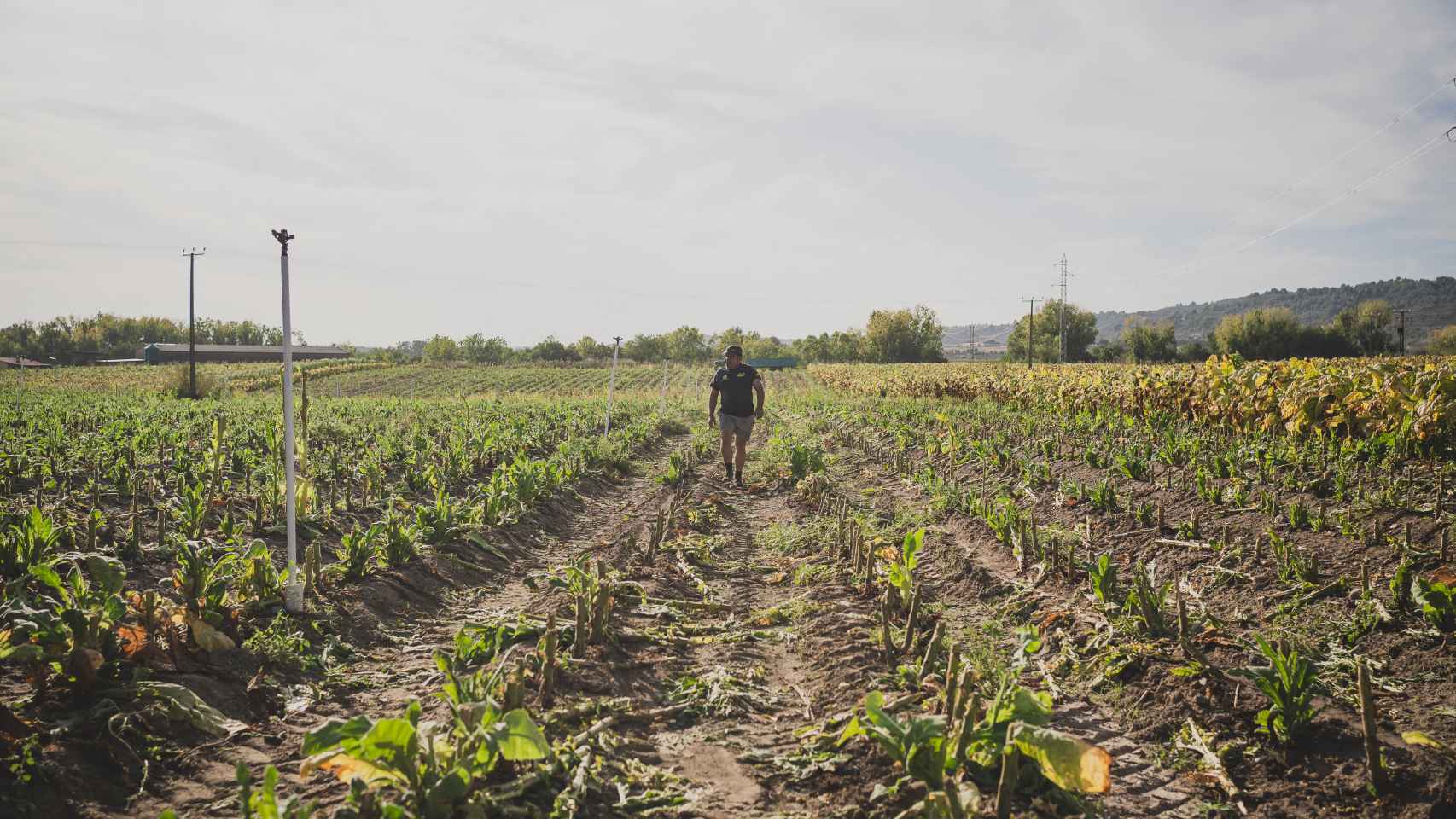Susi camina por los campos recién cosechados de tabaco rubio.