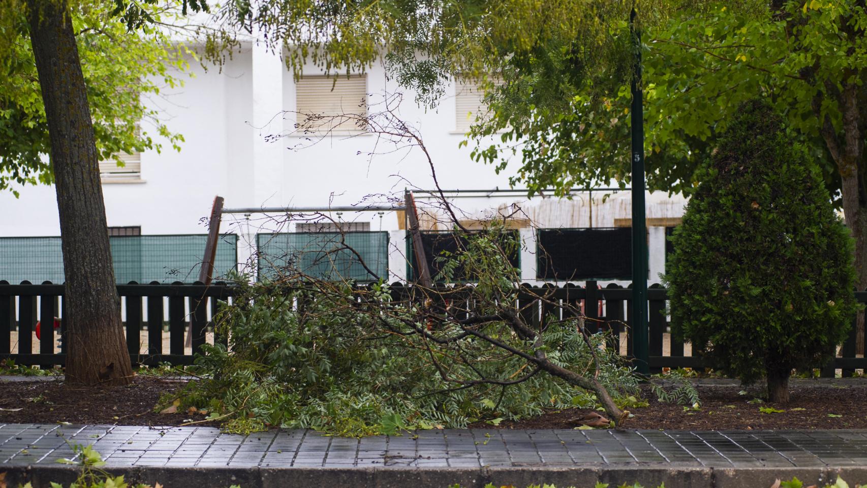 Vista de un árbol caído por las fuertes lluvias en Ciudad Real.
