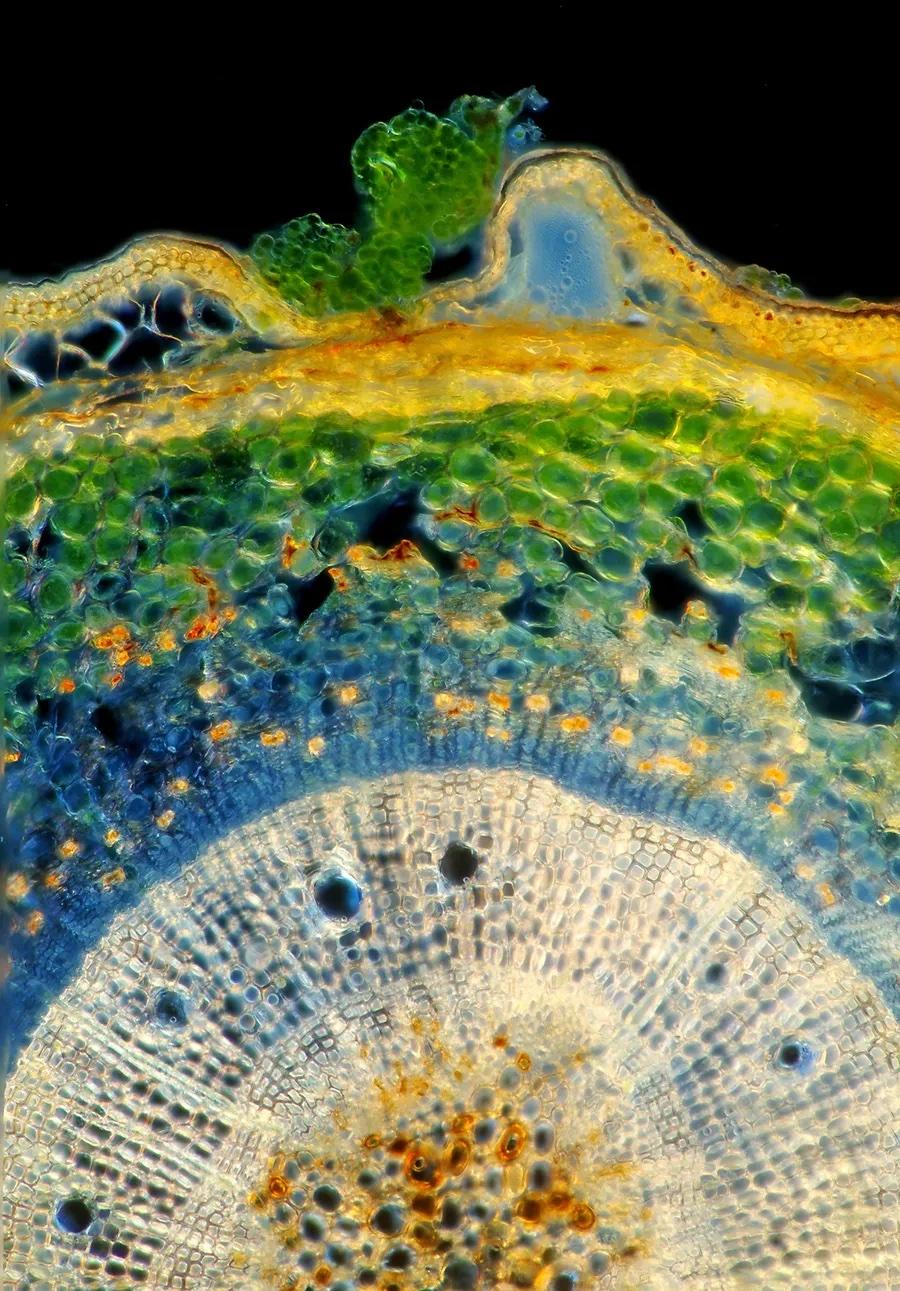 Algas verdes salpican la superficie exterior de un tallo de alerce (National Geographic).