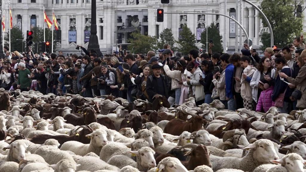 Miles de ovejas conducidas por pastores en la calle de Alcalá.