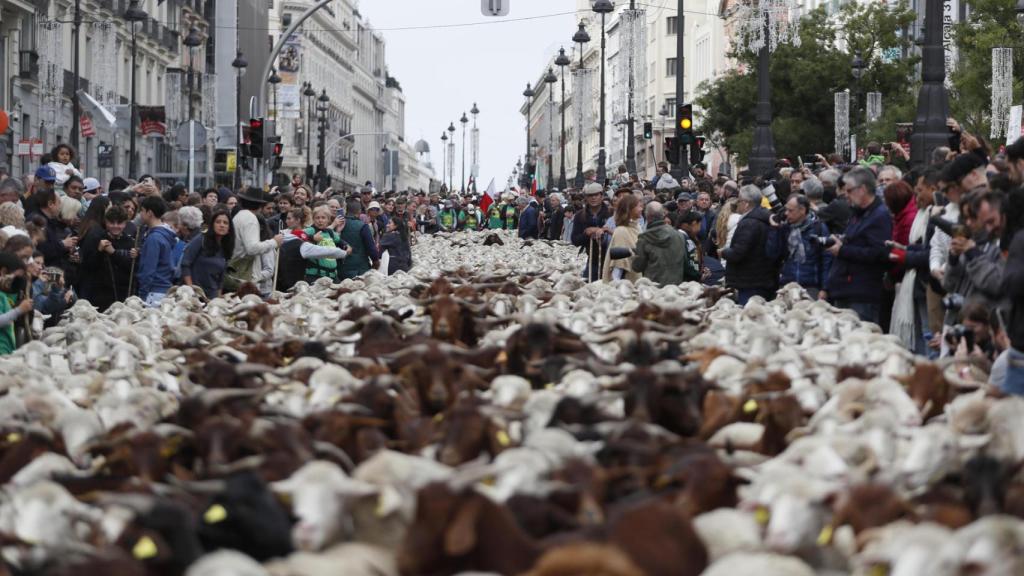 Las ovejas toman Madrid, por primera vez, dirigidas por una mujer: así es la Fiesta de la Trashumancia
