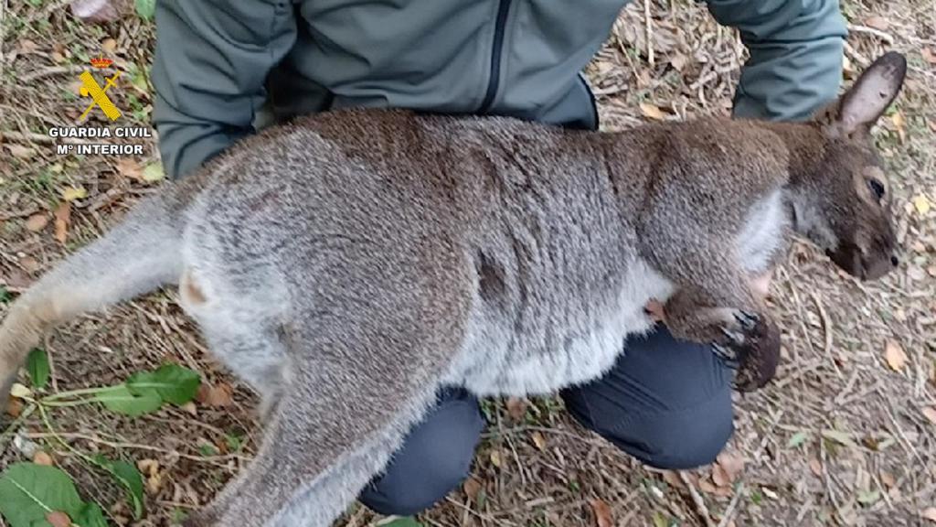 Uno de los animales intervenidos por el SEPRONA.