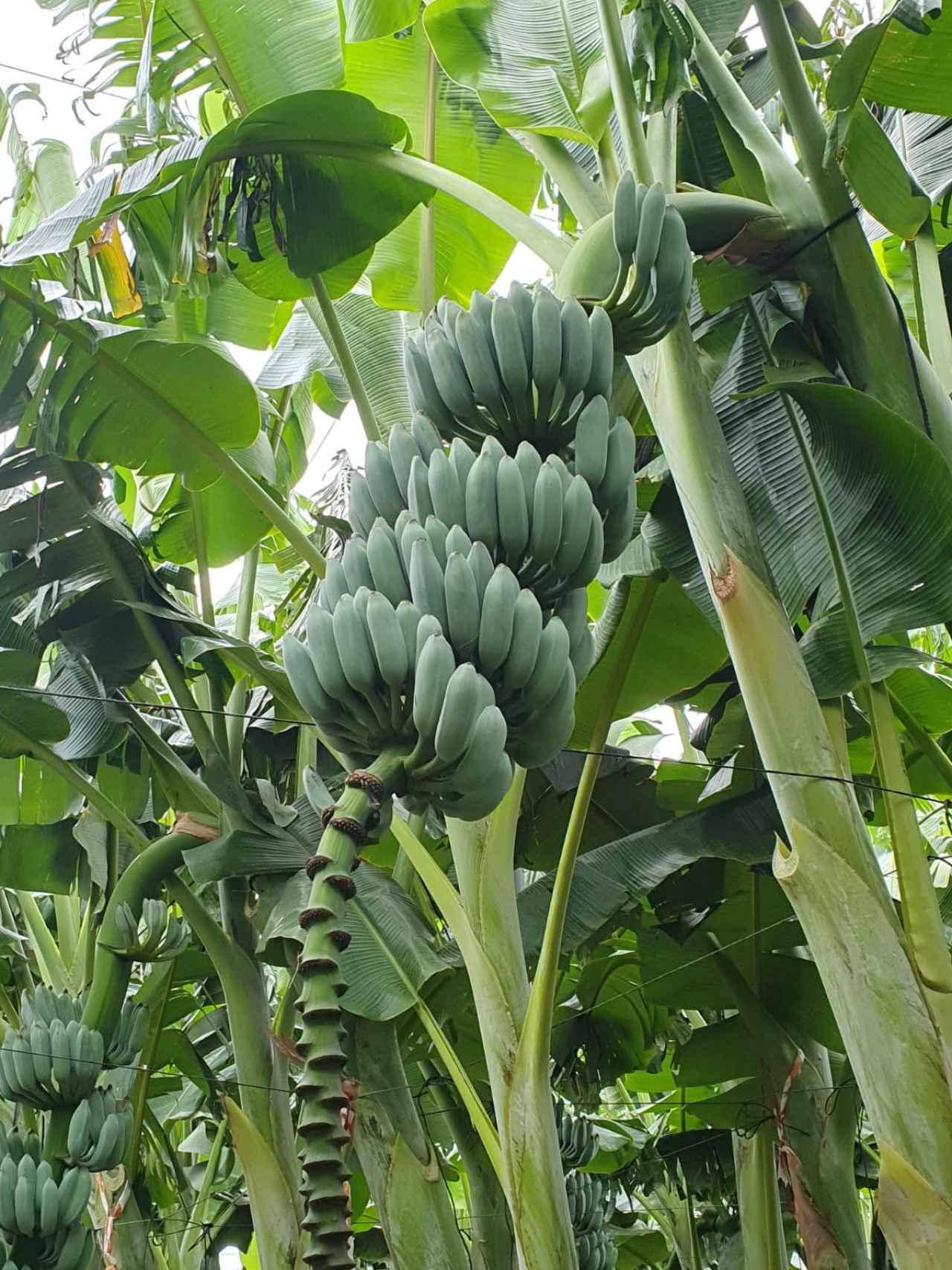 La única plantación de plátano azul en España, situada al sur de Tenerife.