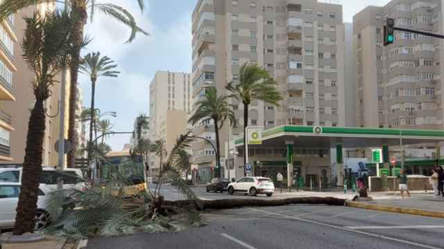 Una palmera caída en medio de la calle, en Cádiz.