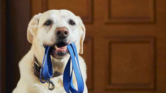Todo lo que tienes que saber sobre la correa de tu perro para hacerle feliz: la veterinaria responde