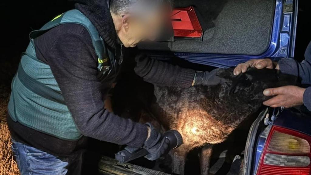 Uno de los perros que mató a Arancha inspeccionado por la Guardia Civil la noche de los hechos