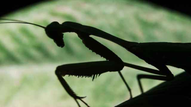 Detalle de una mantis religiosa.