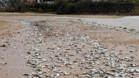 El Seprona de Pontedeume (A Coruña) investigará la aparición de sardinas muertas en la playa de Ares