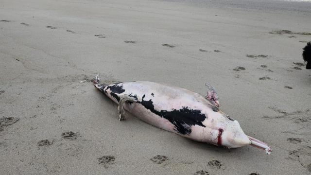 Un delfín muerto varado en una playa de Oleiros.